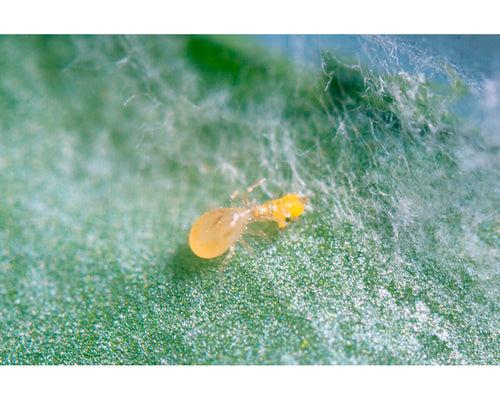 Ulti-mite swirski sobre (trips, mosca blanca y araña roja) koppert