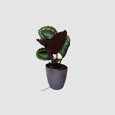Khloris watering system (extensión) morado autopot