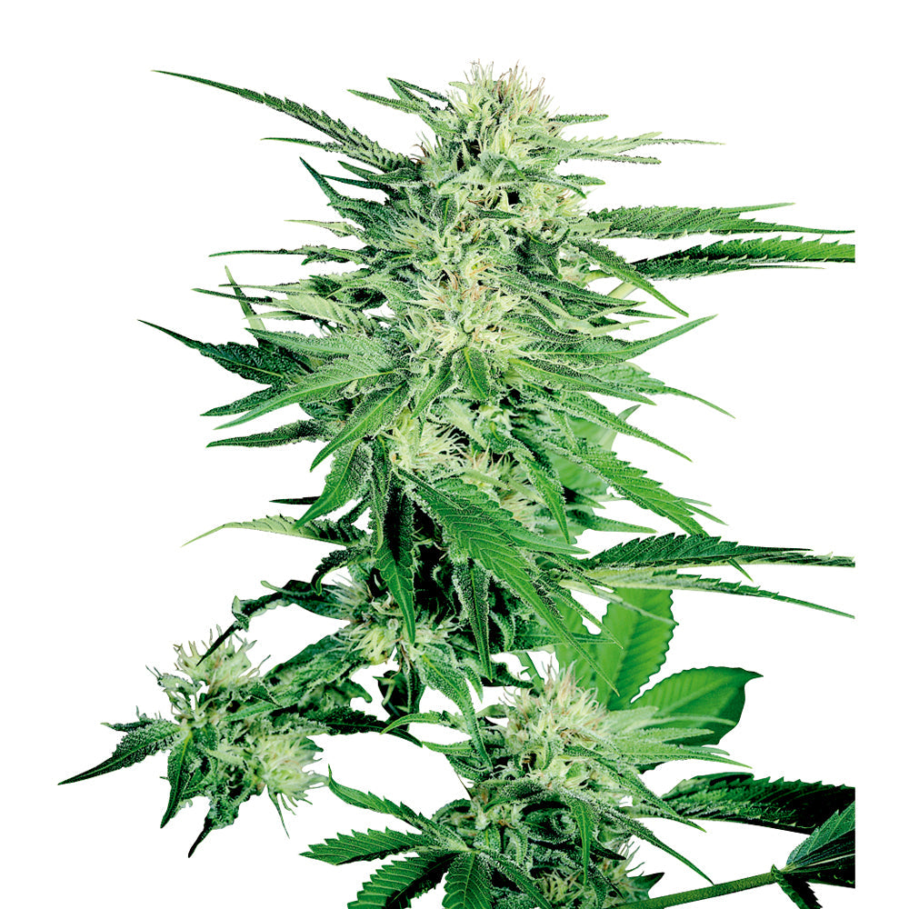 Big Bud
