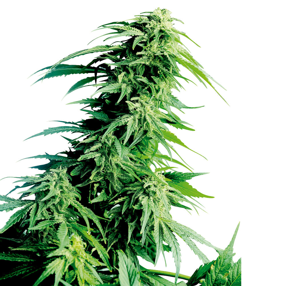 Hindu Kush