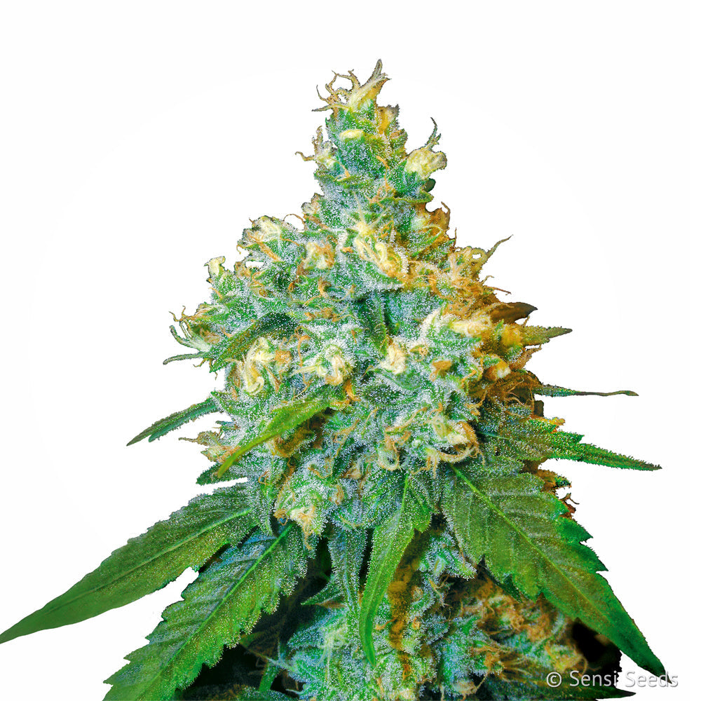 Jack Herer