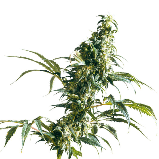 Mexican Sativa