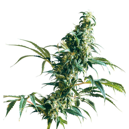 Mexican Sativa