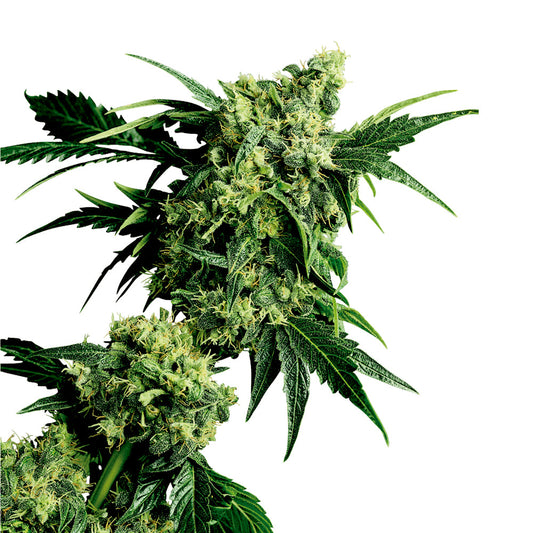 Mr Nice G13 x hashplant