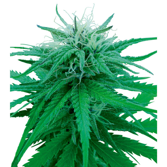 Ruderalis Indica