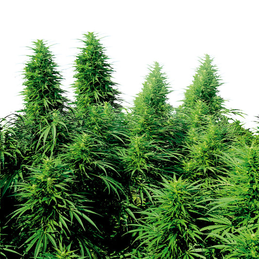 Ruderalis Skunk