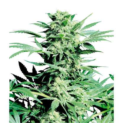 Shiva Skunk