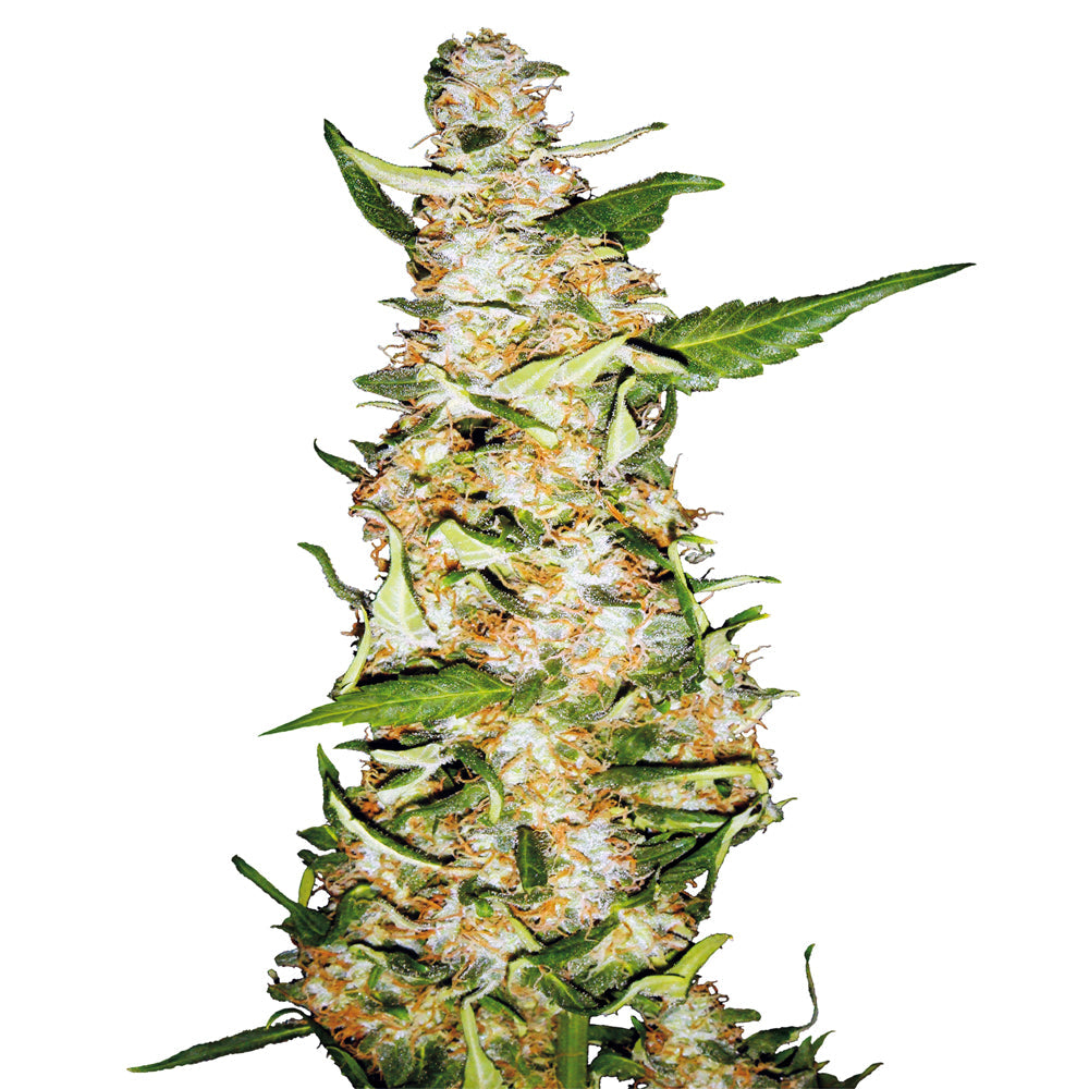 Skunk #1