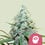 Amg 100% royal queen seeds