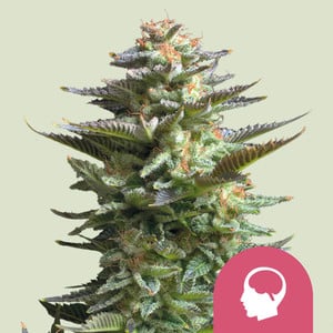 Amnesia haze 100% royal queen seeds