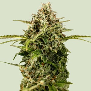 Apollo f1 100% royal queen seeds