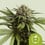 Apple fritter auto 100% royal queen seeds