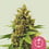 Apple fritter 100% royal queen seeds