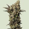 Astro lemonade f1 100% royal queen seeds