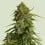 Atlas f1 cbd royal queen seeds