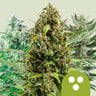 Autoflowering mix 100% royal queen seeds
