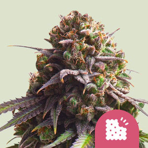 Biscotti 100% royal queen seeds