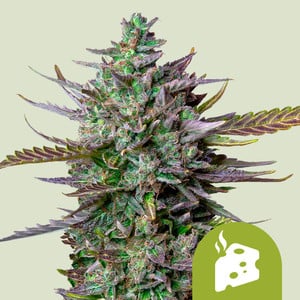 Blue cheese automatic (1) royal queen seeds