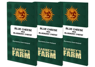 Blue cheese (1) 100% barney´s farm seeds