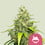 Blue gelato 100% royal queen seeds