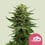 Blue mystic 100% royal queen seeds