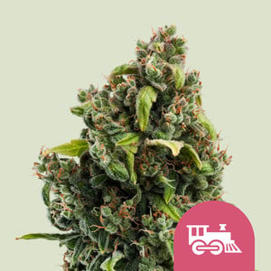 Candy kush express fast version (10) royal queen seeds