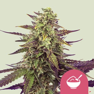 Cereal milk 100% royal queen seeds