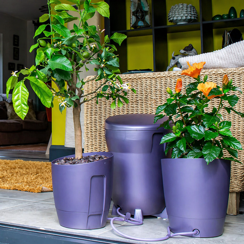 Khloris watering system (completo) morado autopot