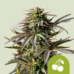 Cherry pie auto 100% royal queen seeds