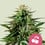 Cherry pie 100% royal queen seeds