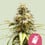 Chocolate haze 100% royal queen seeds