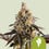 Cookies gelato auto 100% royal queen seeds