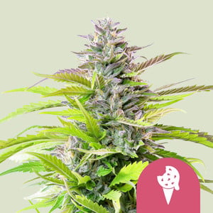 Cookies gelato (3) 100% royal queen seeds
