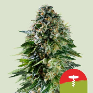 Corkscrew auto 100% royal queen seeds