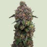 Cosmic cheddar f1 100% royal queen seeds