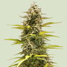 Cosmos f1 100% royal queen seeds