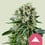 Critical kush 100% royal queen seeds