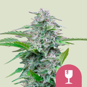 Critical 100% royal queen seeds