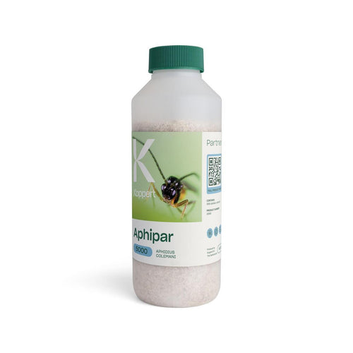 Aphipar 1000 (aphidius colemani) koppert