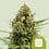 Diesel auto royal queen seeds