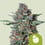 Dos-i-dos auto 100% royal queen seeds