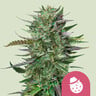 Do-si-dos 100% royal queen seeds