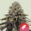 Dynamite diesel 100% royal queen seeds