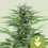 Easy bud automatica (1) royal queen seeds
