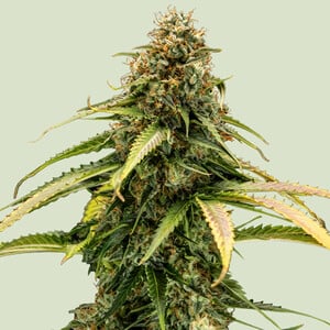 Epsilon f1 100% royal queen seeds
