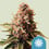Euphoria cbd (1) 100% royal queen seeds