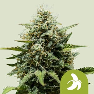 Fat banana automatic (5) royal queen seeds