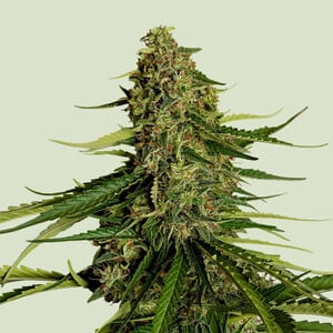 Gaia f1 auto royal queen seeds