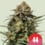 Gelato 44 100% royal queen seeds