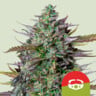 Goat'lato auto 100% royal queen seeds